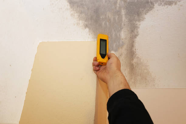 Mold Documentation for Insurance Claims in Needville, TX